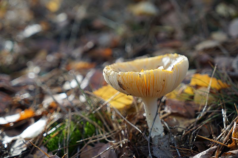 Oisterwijk 13.jpg - Oisterwijk
